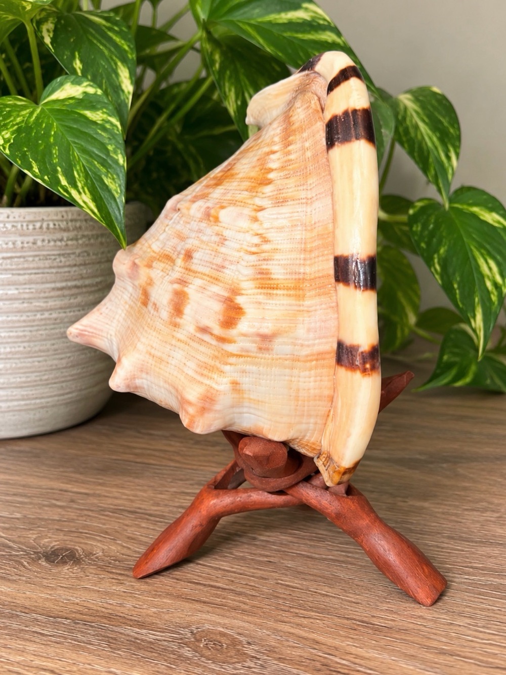 SeaShell | Conch | 6” | Wooden Stand